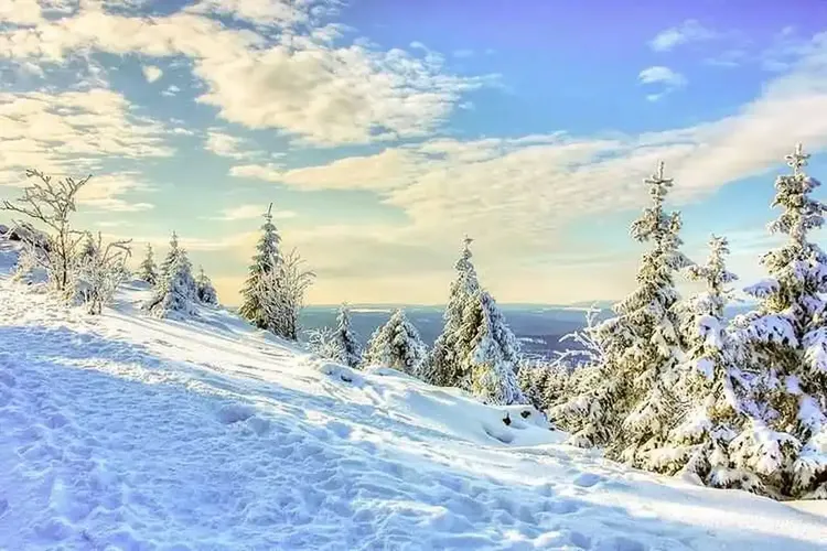 Sie sucht ihn Harz