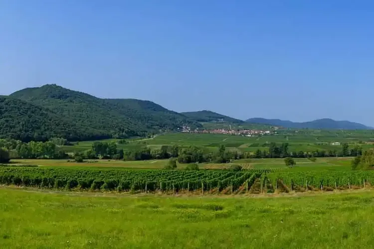 Erotik Neustadt Weinstrasse